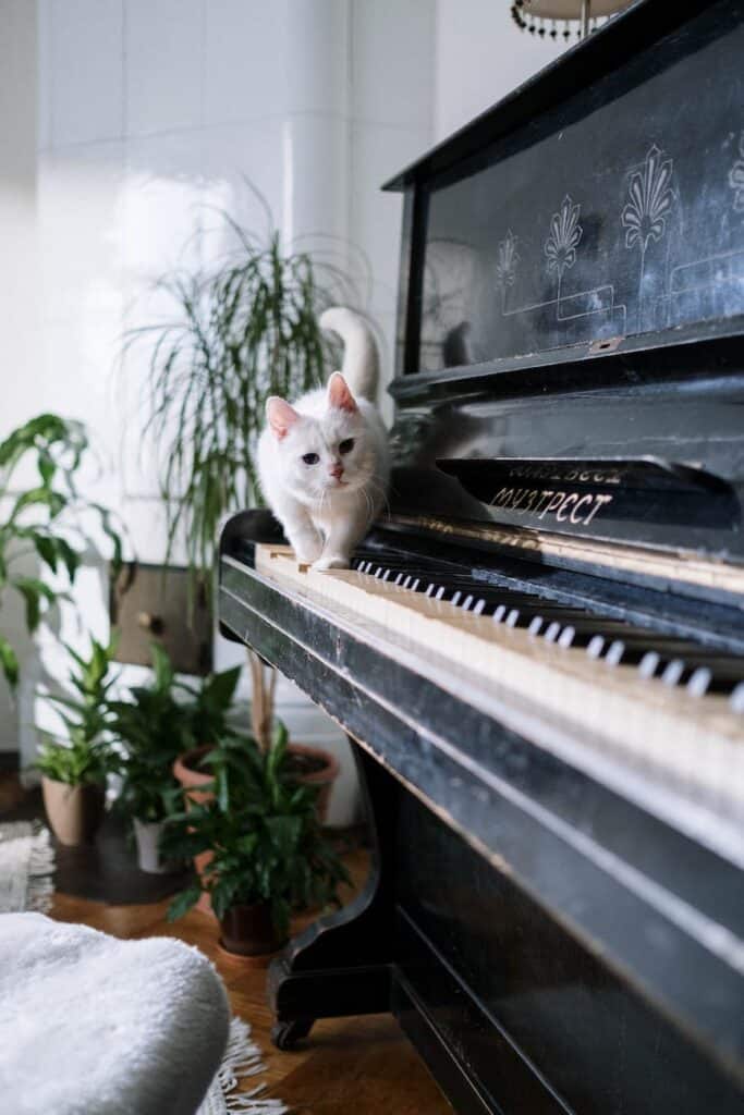 white cat on piano