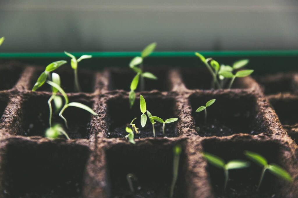 plants macro growth soil